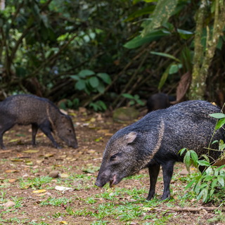 La Selva - Collared peccaries